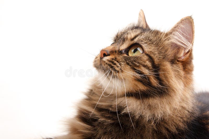 Funny cat on white background