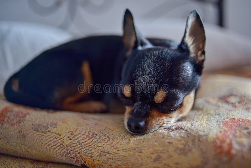 Funny Chihuahua Dog Sleeping on a Pillow in Bed Stock Photo Image of