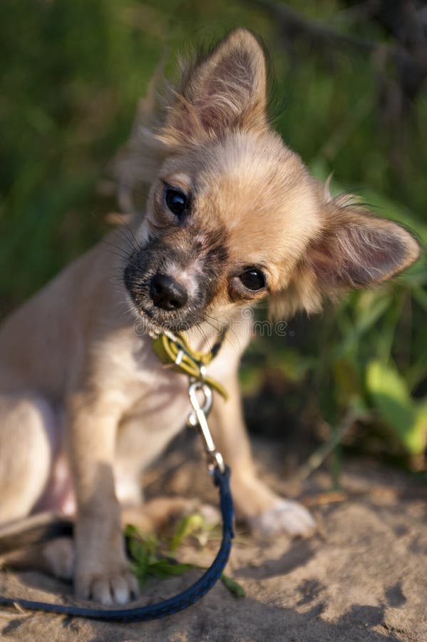 Funny chihuahua puppy tilting head sitting on sand