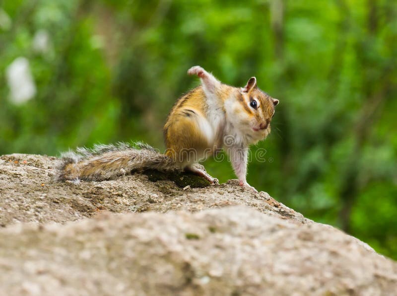 Funny chipmunk