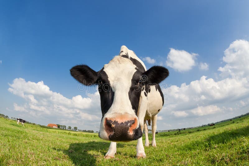 Funny close up cow on green grass pasture