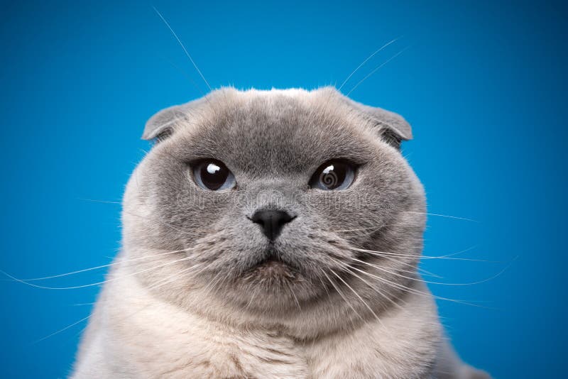 Premium Photo  Portrait photo of scottish fold cat with annoying