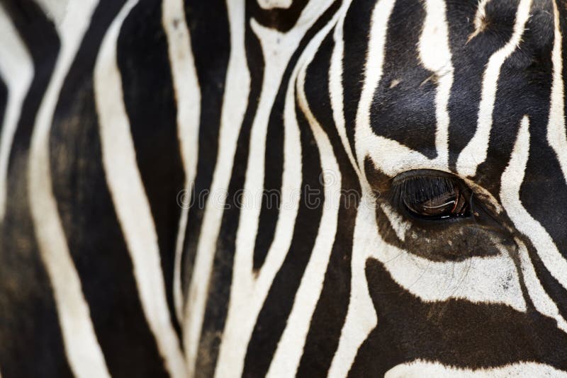 Zebra`s eye and the stripes, close-up