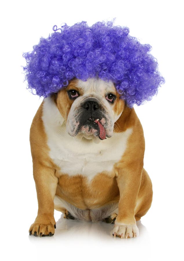 Funny clown dog stock image