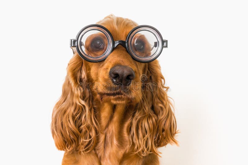 Funny Cocker Spaniel Dog with Eyeglasses Isolated on White Stock Photo - Image of purebred, humor: 120824616 Funny Cocker Spaniel Dog with Eyeglasses Isolated on White Stock Photo - Image of purebred, humor: 120824616