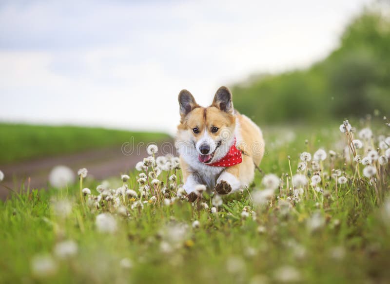 Funny Corgi dog puppy is running merrily through a blooming meadow with white fluffy dandelions