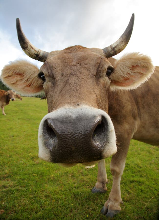 The funny cow stock image. Image of animal, grass, cattle 17474191
