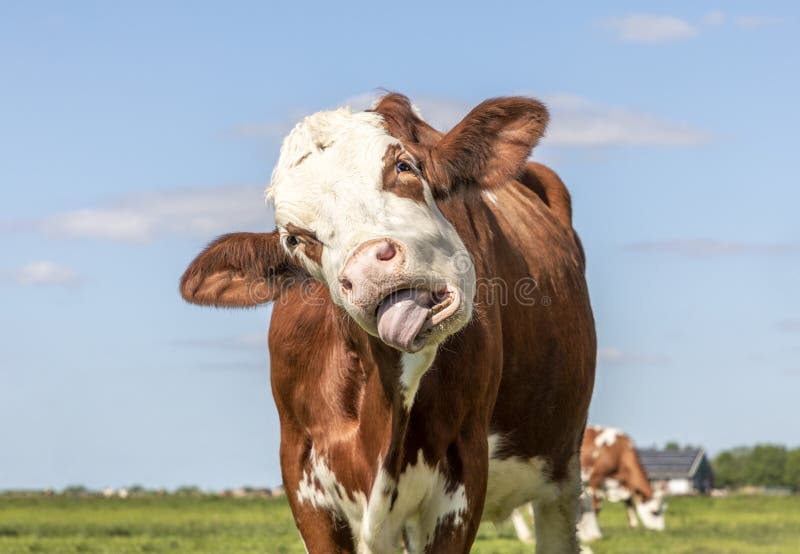 Funny cow chokes on her own tongue, portrait of a bovine laughing with mouth open, showing gums and tongue