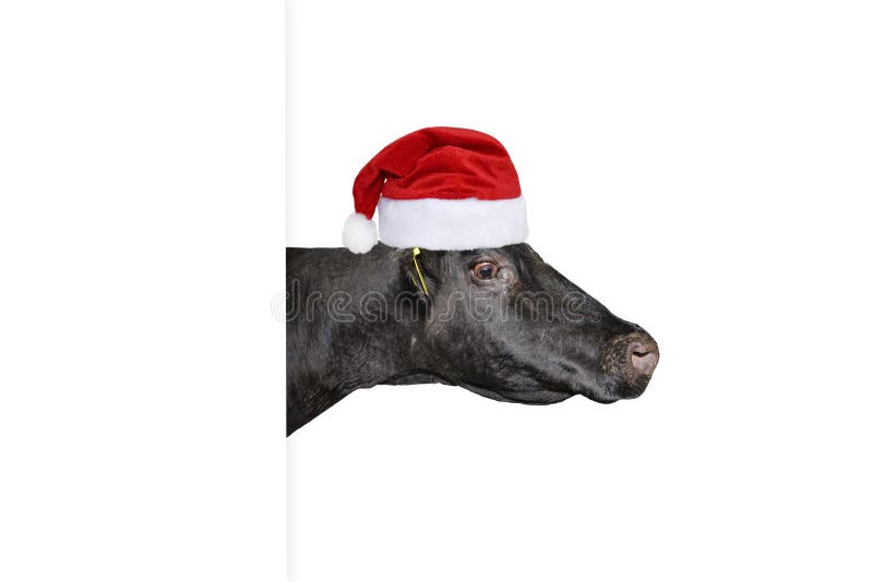 Cow santa hat Cow spot aesthetic cute kawaii santa winter Christmas hat with bells and ears