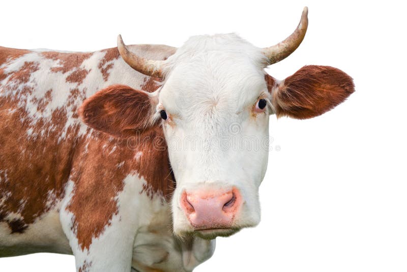 Funny cow looking at the camera isolated on white background. Spotted red and white cow with a big snout close up. Cow portrait cl