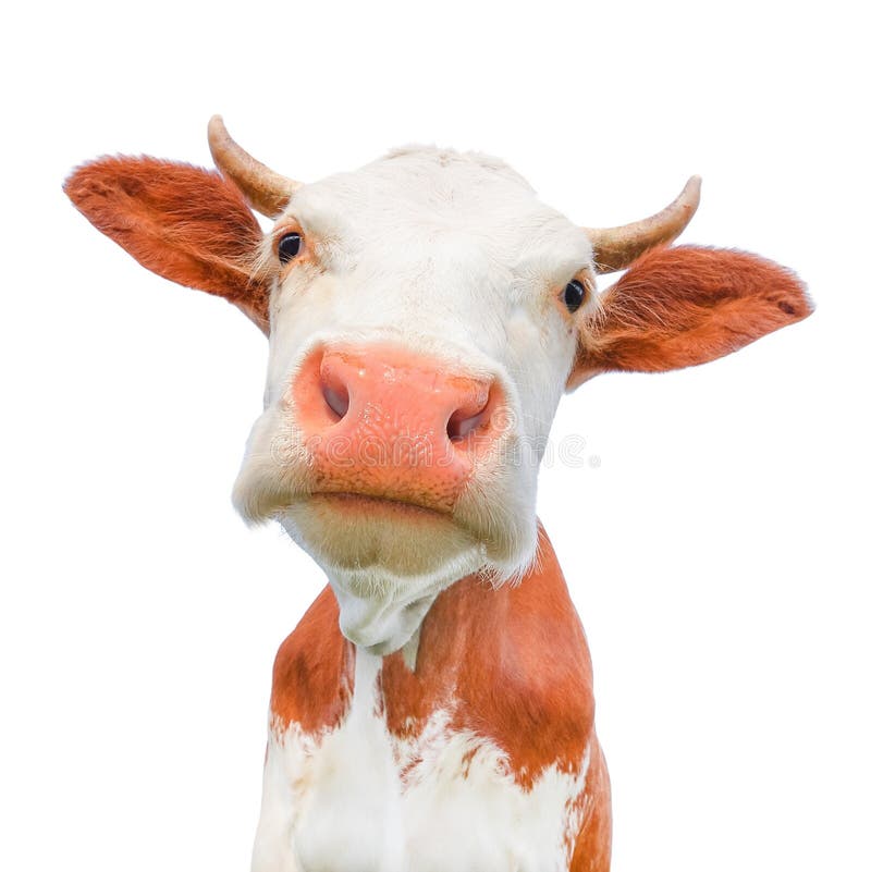 Funny cow looking at the camera isolated on white background. Spotted red and white cow with a big snout close up.