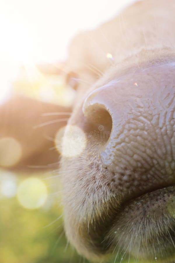 Funny Cow Nose Close Up with Sun Rays and Bokeh. Stock Image - Image of  mammal, animal: 142448453