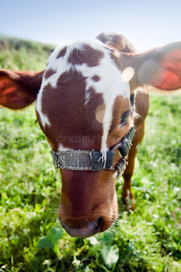 Funny cow portrait