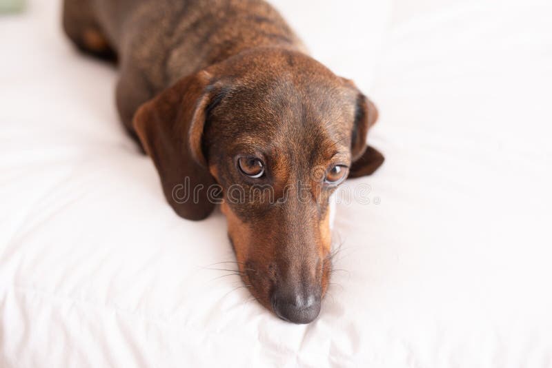 Funny crazy brown dog lying on the back on white bed. Happy playful dachshund having fun royalty free stock photo