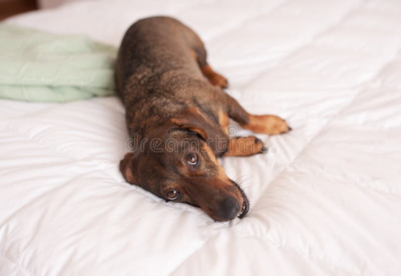 Funny crazy brown dog lying on the back on white bed. Happy playful dachshund having fun. royalty free stock photos