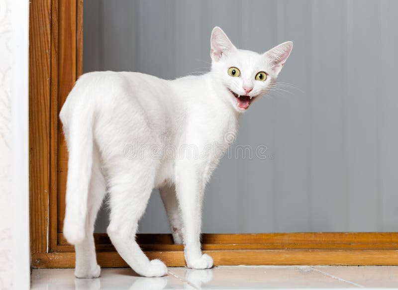 6,176 Crazy Cat Stock Photos - Free & Royalty-Free Stock Photos from  Dreamstime