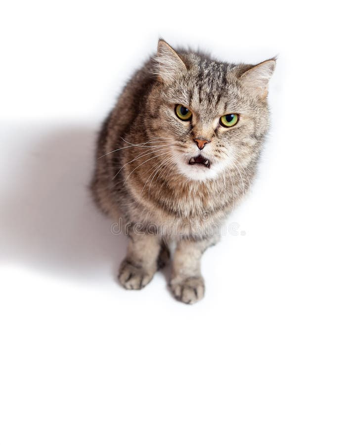 Funny Crazy Cat with open mouth. royalty free stock photo