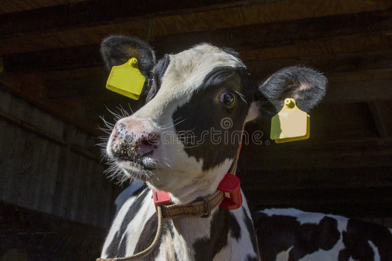 Funny crazy looking cow with red belt in a cow shed royalty free stock photography