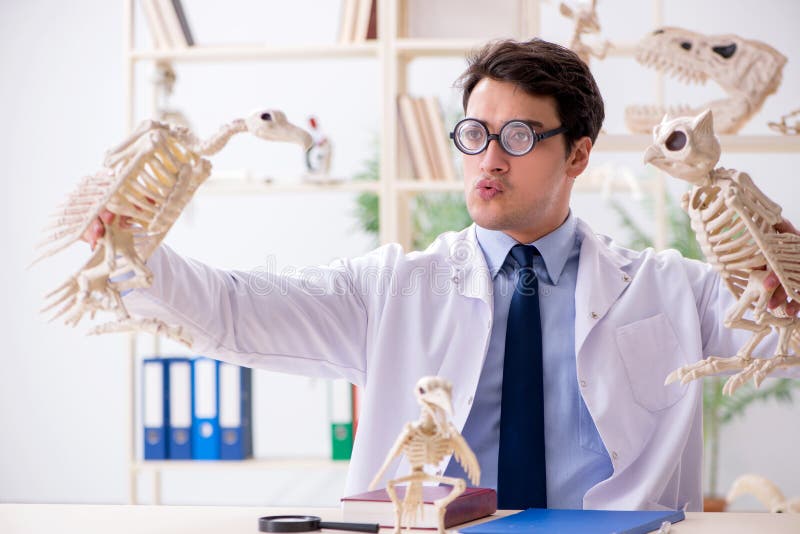 The funny crazy professor studying animal skeletons stock photo
