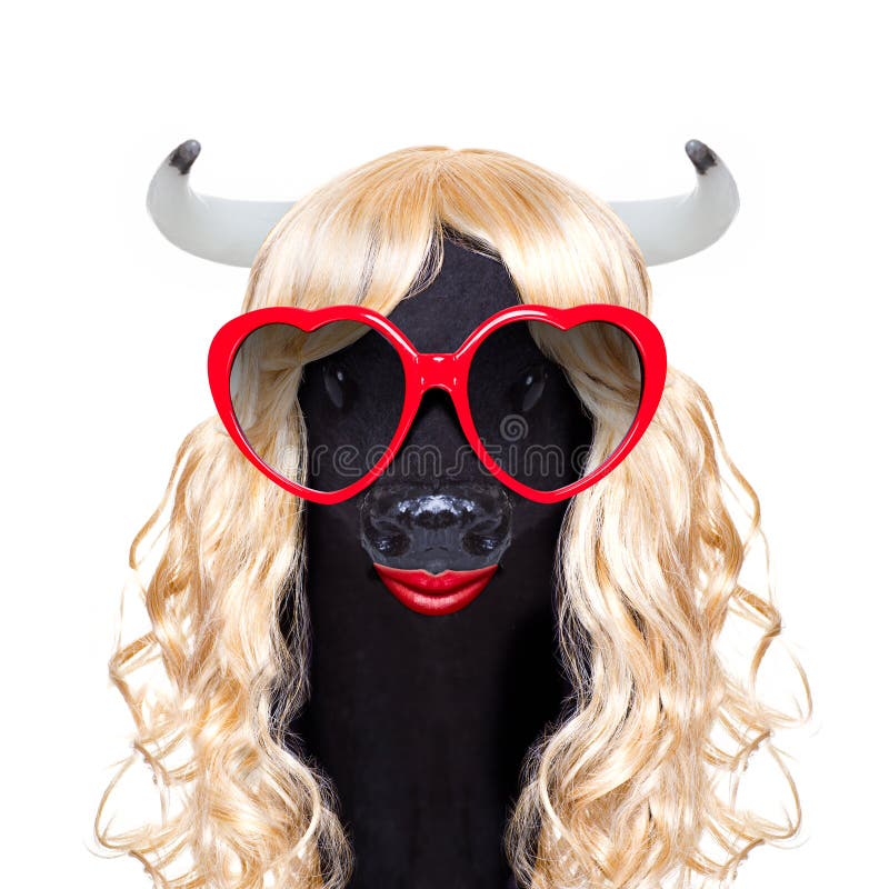 Funny crazy silly carnival calf cow royalty free stock image