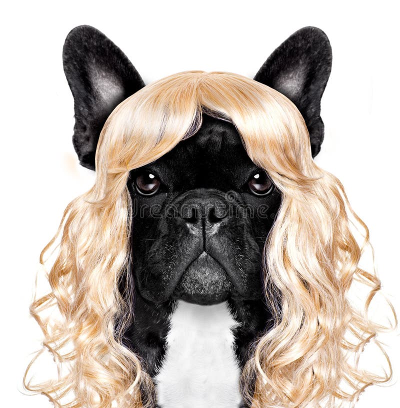 Funny crazy silly carnival dog royalty free stock photography