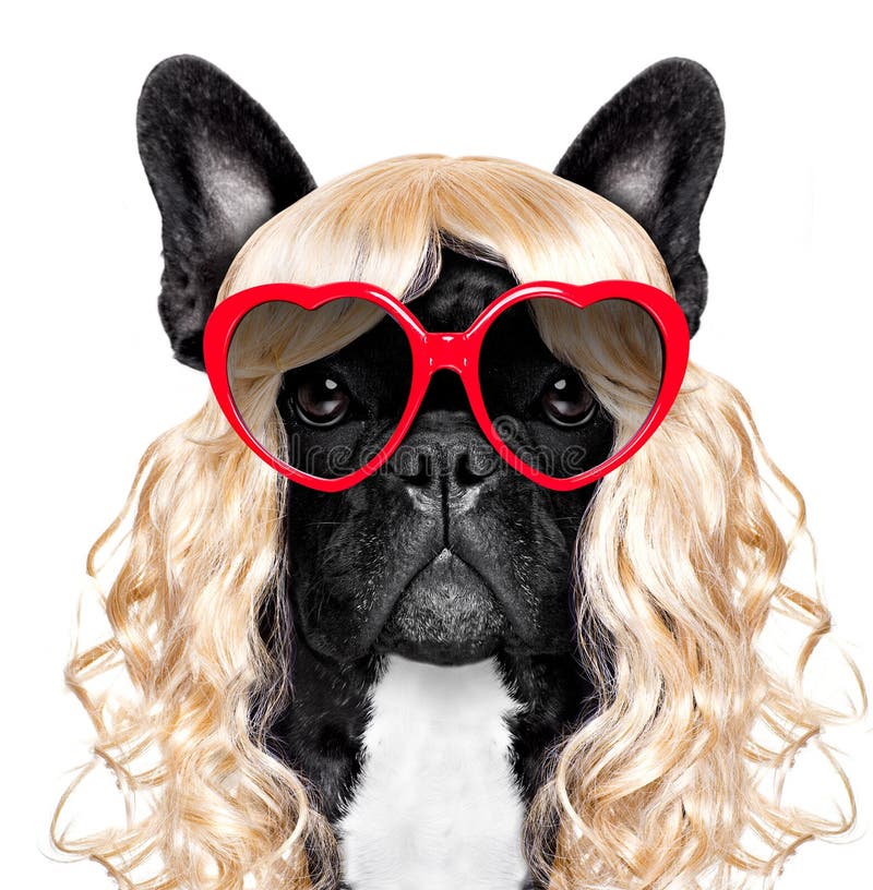 Funny crazy silly carnival dog royalty free stock image