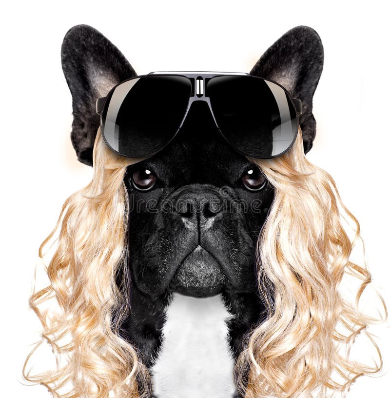 Funny crazy silly carnival dog royalty free stock photos