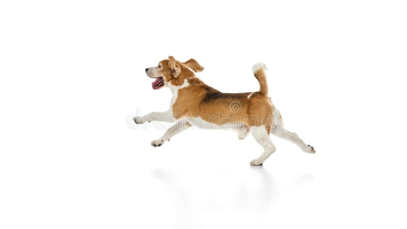 Funny, curious purebred beagle running, his ears flapping,and mouth open. Dog expressing joy and happiness against white stock images