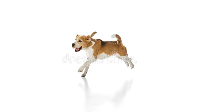 Funny, curious purebred beagle running, his ears flapping,and mouth open. Dog expressing joy and happiness against white stock images