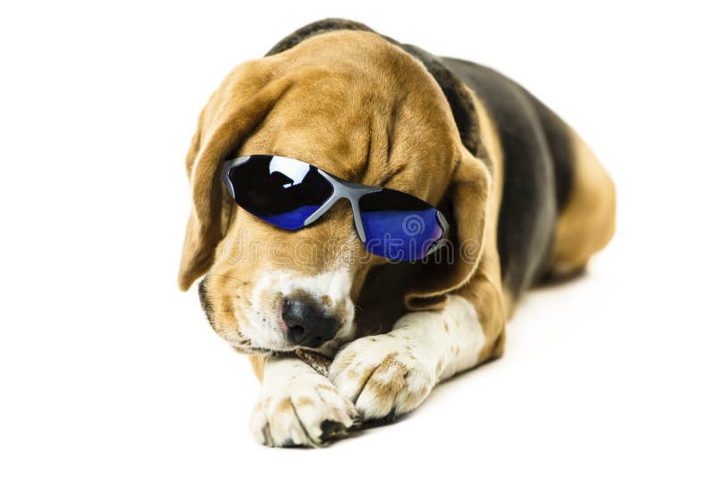 Funny Cute Beagle Dog in Sunglasses Stock Image Image of funny