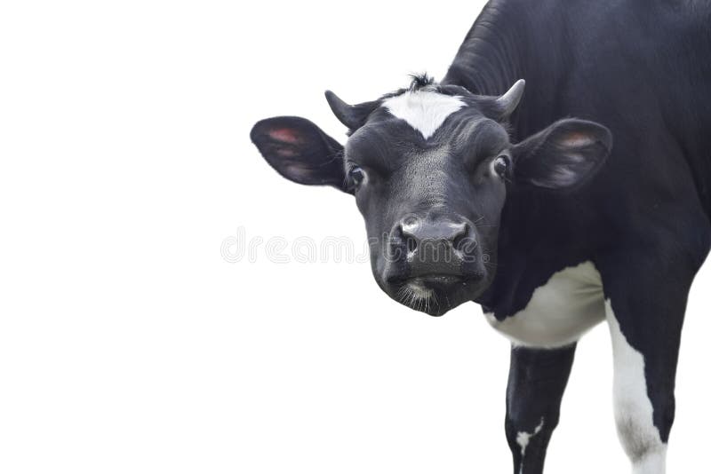 Funny cute black cow portrait isolated on white background