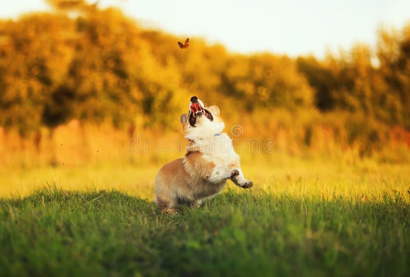 funny cute Corgi dog puppy jumping for flying butterfly in Sunny meadow on green grass in warm light stock photography
