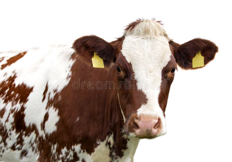 Funny cute cow isolated on white. White funny face stock images, royalty-free photos and pictures