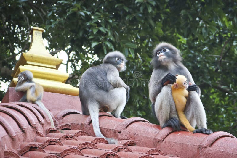 Funny cute monkeys spectacled langur Trachypithecus obscurus in the national park. Female monkey and her little yellow baby stock photo Funny cute monkeys spectacled langur Trachypithecus obscurus in the national park. Female monkey and her little yellow baby stock photo