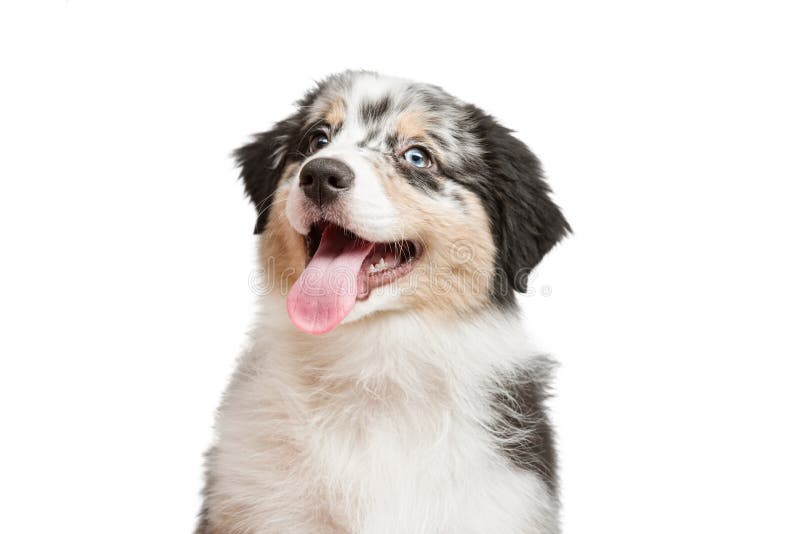 Funny and Cute Portrait Puppy Aussies Australian Shepherd Stock Image Image faking, happy: