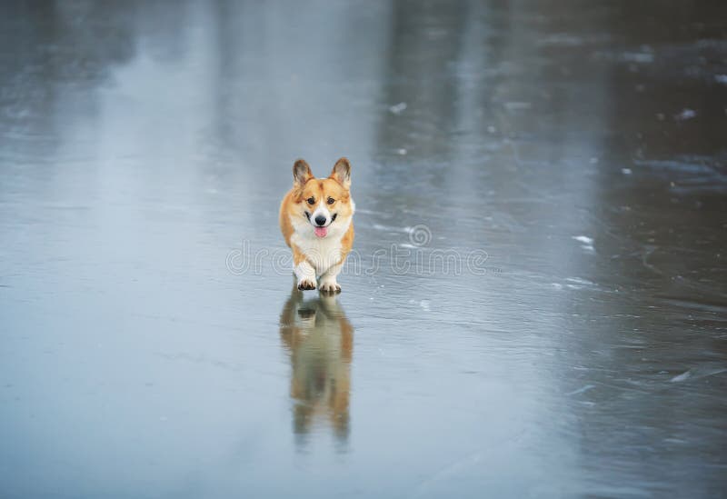 Funny cute red Corgi dog puppy joyfully runs along the slippery blue ice on the lake in the winter Park