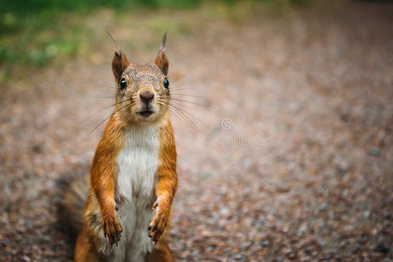 34,579 Funny Squirrel Stock Photos - Free & Royalty-Free Stock Photos from  Dreamstime