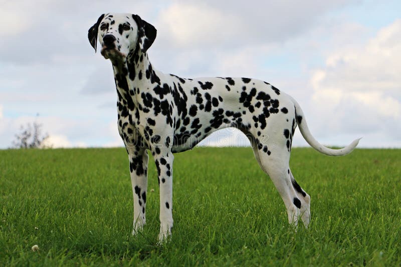 Dalmatian Dog Portrait in the Garden Stock Image - Image of meadow ...