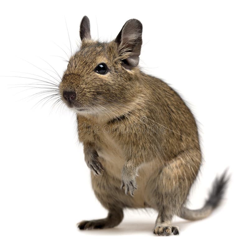 Funny degu