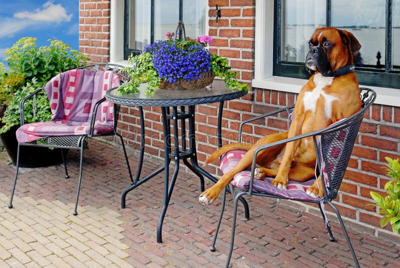 Divertente aristocratica alla ricerca del cane su una terrazza sedia.