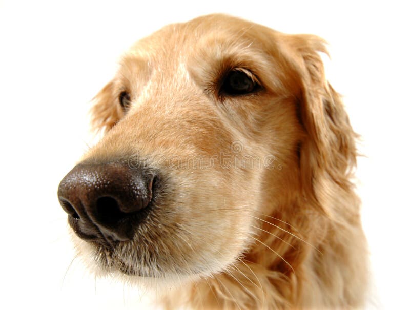 Funny dog. Golden retriever dog, taken at fun angle with wide angle lens royalty free stock photo Funny dog. Golden retriever dog, taken at fun angle with wide angle lens royalty free stock photo