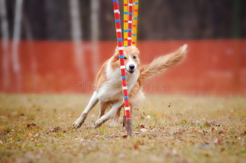 Ridículo el perro fronteras correr competiciones de destreza.