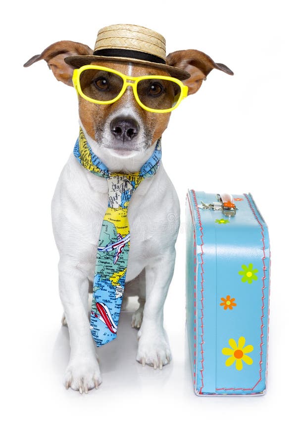 Funny dog as a tourist stock images Funny dog as a tourist stock images