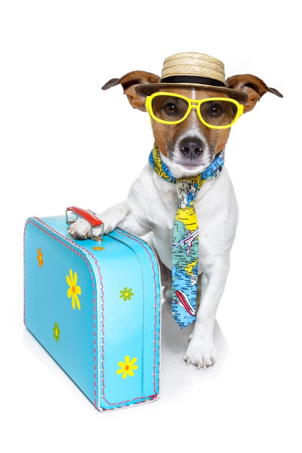 Ridículo el perro cómo turista azul bolsa, sombras, un sombrero vistoso atar.