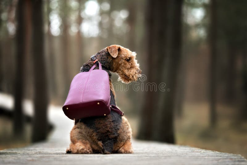 Welsh Terrier Backpack Welsh Terrier Backpack