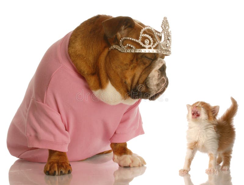 Funny dog and cat fight stock photo. Image of purebred 9803052