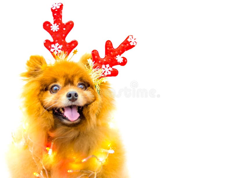 Funny dog with christmas decoration isolated. A funny dog with christmas decoration isolated royalty free stock photography Funny dog with christmas decoration isolated. A funny dog with christmas decoration isolated royalty free stock photography