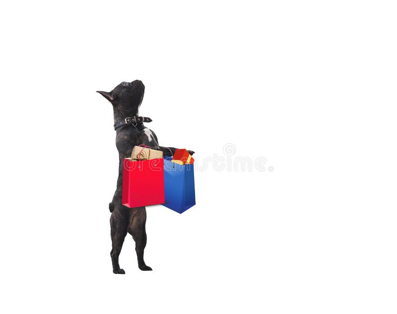 Funny dog with colorful shopping bags. Bulldog standing on hind legs. White background