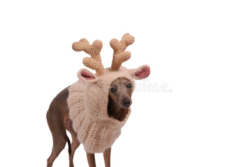 funny dog in the deer  hat