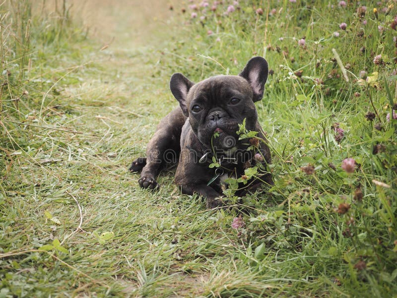 511 Dog Eating Flowers Stock Photos Free & RoyaltyFree Stock Photos
